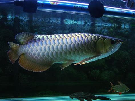 家裡可以養魚嗎|養魚能招財，10條最實用的養魚風水（你一定要知道）。